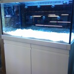 Austin Aquadome's Real Reef Build 2