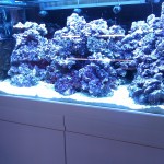 Austin Aquadome's Real Reef Build 3