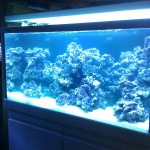 Austin Aquadome's Real Reef Build 5