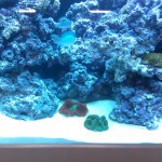 Austin Aquadome's Real Reef Build 7