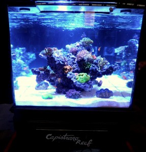 Capistrano Reef